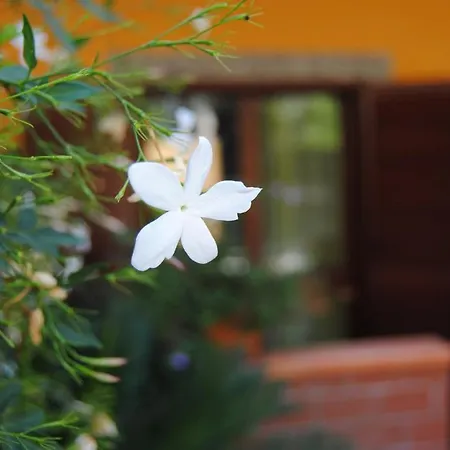 Residence Villa Il Glicine-2